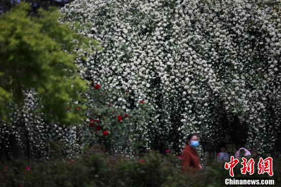 「滝」のように咲き亂れた木香花の前を通る市民（撮影?泱波）。