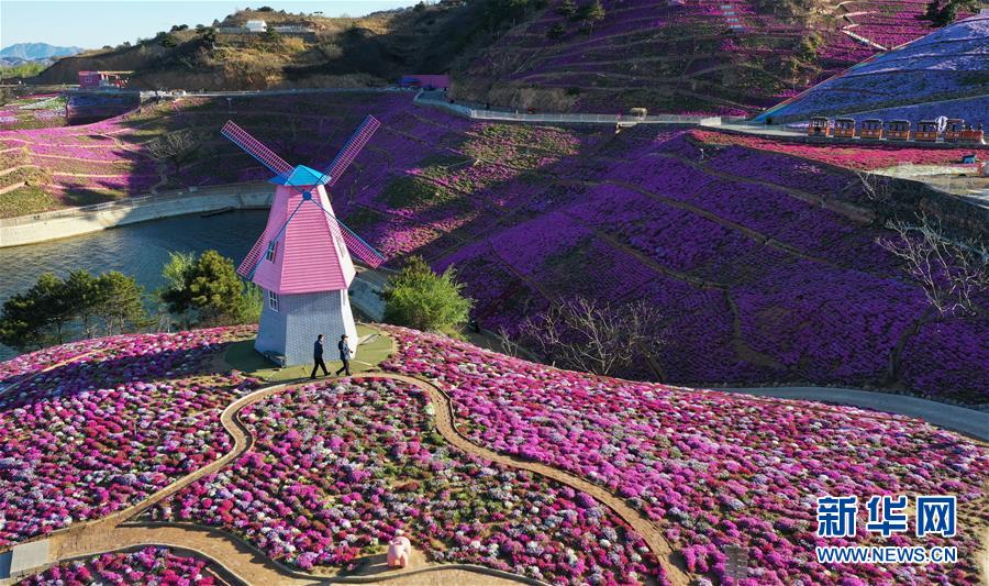 4月21日、河北省唐山市遷西県大黒汀ダム東岸の芝桜（ドローンによる撮影?楊世尭）。