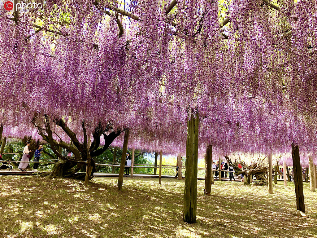 絵巻物のように美しく咲き誇る藤の花（寫真著作権は東方ICが所有のため転載禁止）。