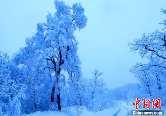 みぞれ雪が積もった松の古木