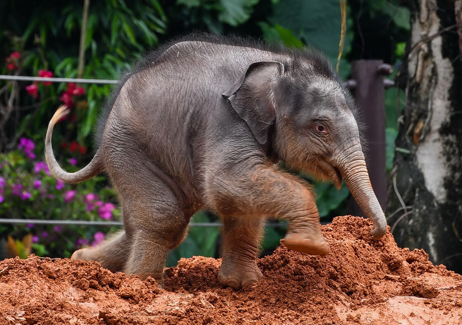 広州長隆野生動物世界、アジアゾウ一家にニューフェイス加わる　広東省