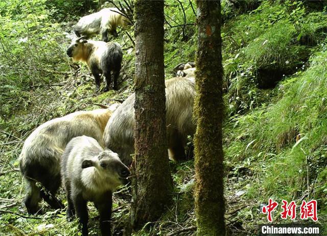 北川チャン族自治県小寨子溝國家級自然保護區で撮影された、ターキンが活動する様子（資料提供?北川チャン族自治県広報部）。