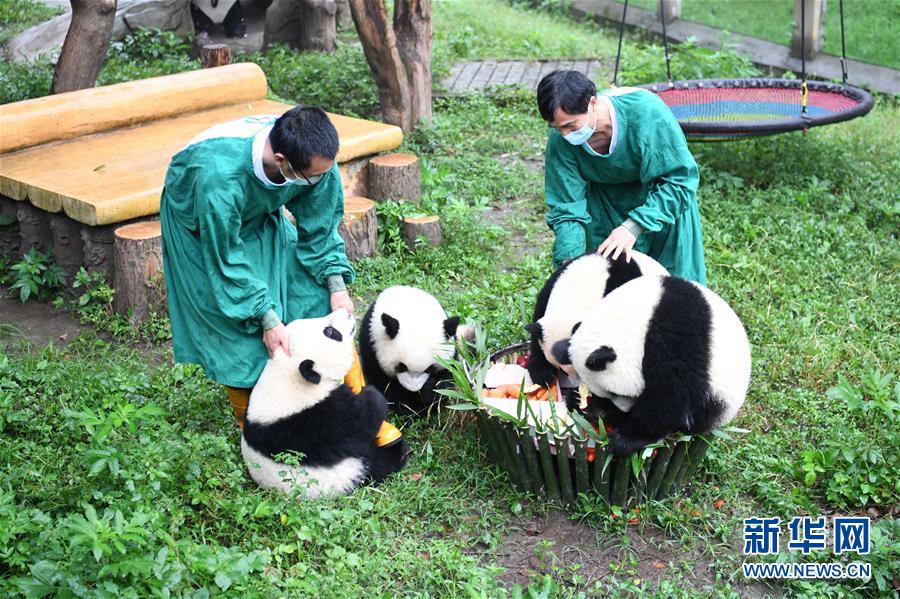 6月23日、重慶動物園で、満1歳の誕生日會で「バースデーケーキ」を楽しむ4頭のパンダ（撮影?唐奕）。