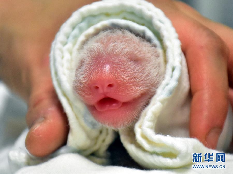 6月28日、誕生したばかりのパンダの赤ちゃん（資料提供?臺北市立動物園）。