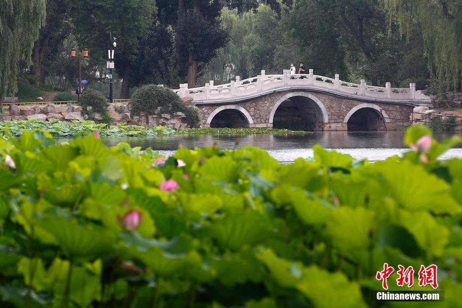 6月29日、北京市の円明園遺跡公園でハスの花を観賞する來園者（撮影?韓海丹）。