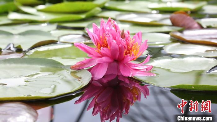 広州で見つかった1つの莖に7つの花がついたスイレン（寫真提供?黃楽旖）。 