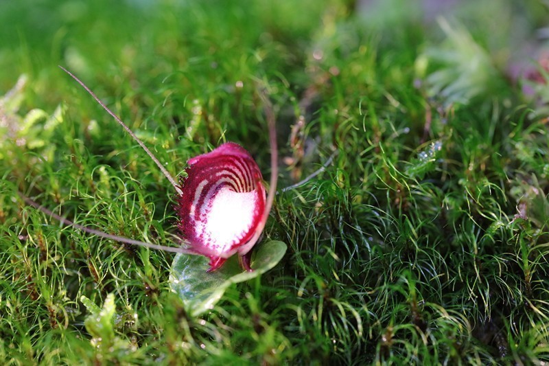 雲南省、新たなコリバス屬の植物が発見