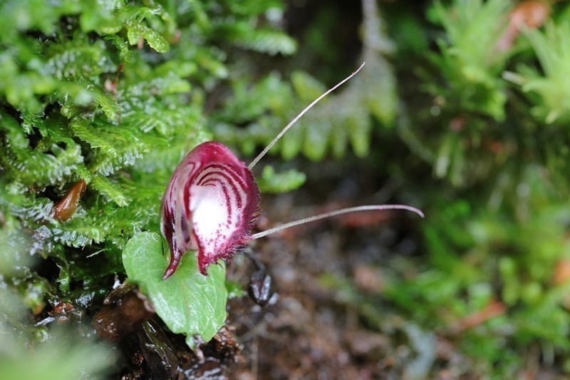 雲(yún)南省、新たなコリバス屬の植物が発見