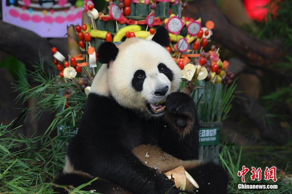 7月29日、広東省広州市長隆野生動物世界で、特製バースデーケーキを食べる三つ子パンダのうちの一頭「帥帥（シュアイシュアイ）」（撮影?陳驥旻）。