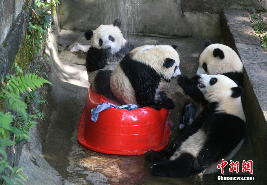 重慶の気溫は40度！動物園が動物たちに暑さ対策