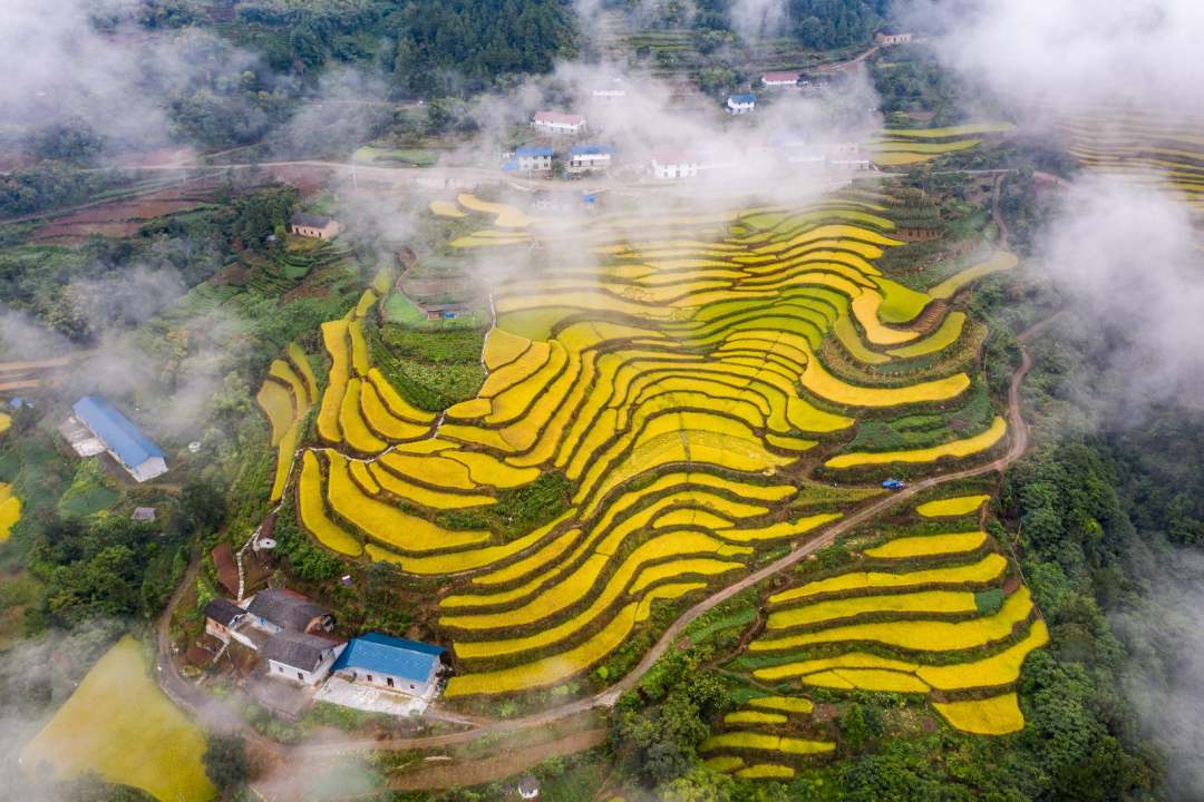 高山に稲穂色づく、寒さに強(qiáng)い「冷水稲」　湖北省宣昌