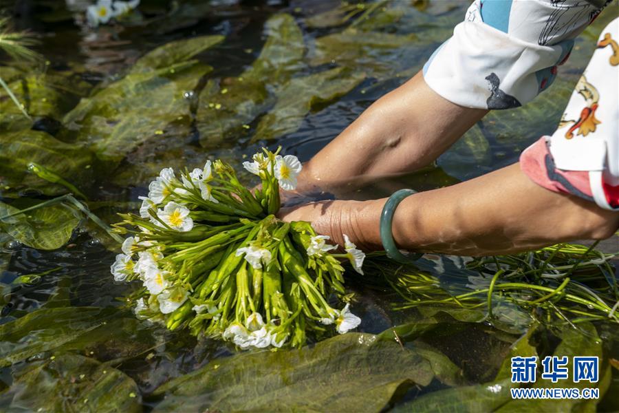 水生植物の「海菜」を収穫する農(nóng)民（撮影?陳欣波）。