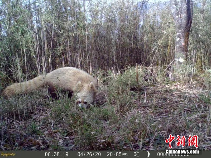 「退色」したかのように體毛が白っぽくなったレッサーパンダ（畫像提供?美姑県報道センター）。