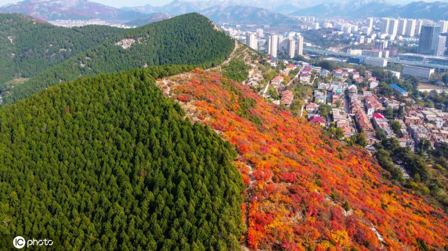 一方は緑で一方は赤という不思議な景観が広がる山東省済南市の蝎子山（寫真著作権は東方ICが所有のため転載禁止）。