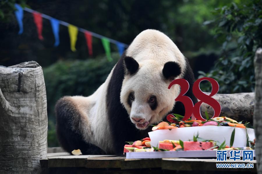 飼育パンダで世界最高齢となるパンダの「新星」、天國に旅立つ