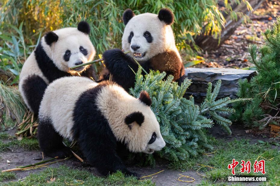 12月18日、特製のクリスマスツリーの周りに集まってきた母親パンダ「夢夢（モンモン）」（寫真後方右）と一歳になる子供の雙子パンダ「夢想（モンシャン）」（寫真手前）と「夢園（モンユエン）」（寫真後方左、畫像提供?ベルリン動物園）。