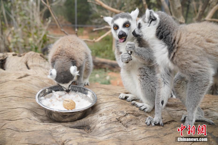 1月19日、雲南省昆明市の雲南野生動物園で、特製「臘八粥」を食べるワオキツネザル（撮影?劉冉陽）。