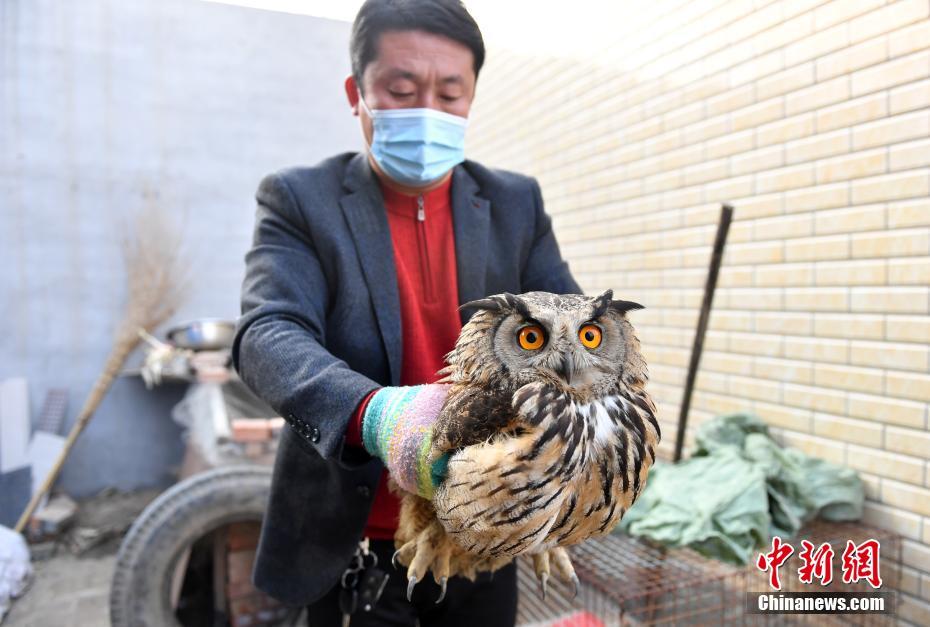 1月27日、治療のために保護したワシミミズクを保定市動物園野生動物救護センターに搬送する職員（撮影?韓氷）。 