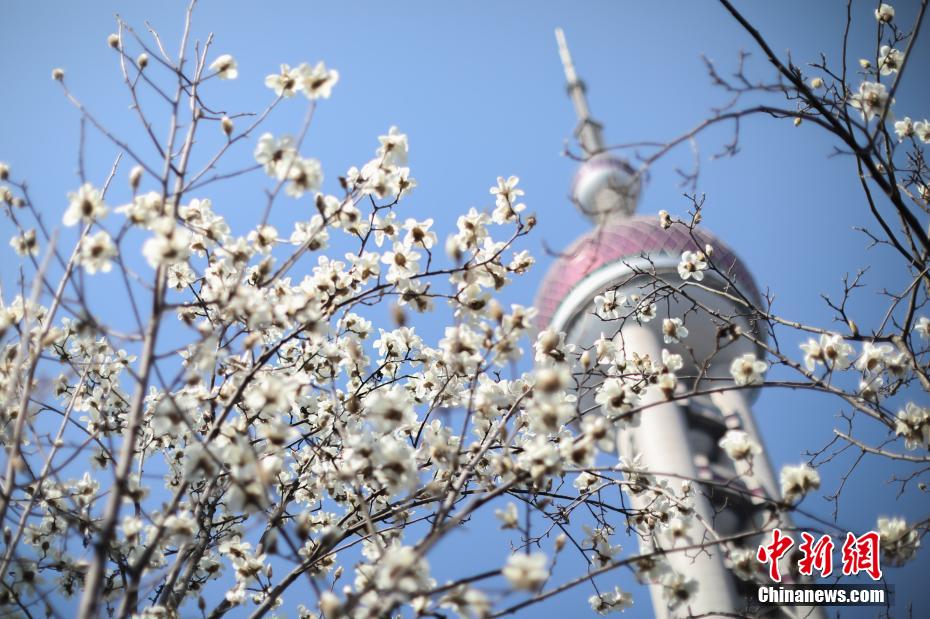 春の日差しを受け、次々に開花した上海市の市の花である「ハクモクレン」（撮影?張亨偉）。 