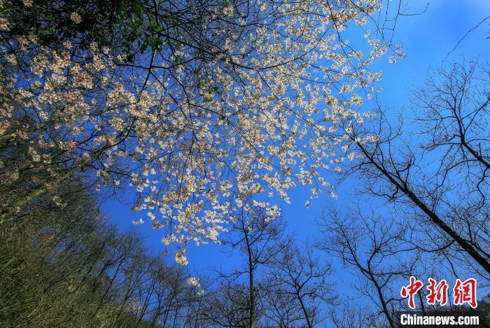 一面に広がる野生の桜（撮影?潘學康）。