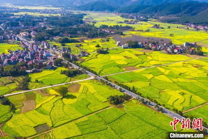 上空から撮影した、江西省吉安市安福県洋渓鎮の広大な菜の花畑（撮影?李小明）。