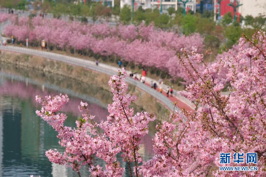 桜が咲き亂れる貴州省錦屏県三江鎮(zhèn)の浜江歩道をそぞろ歩く人々（2月22日撮影?彭澤良）。