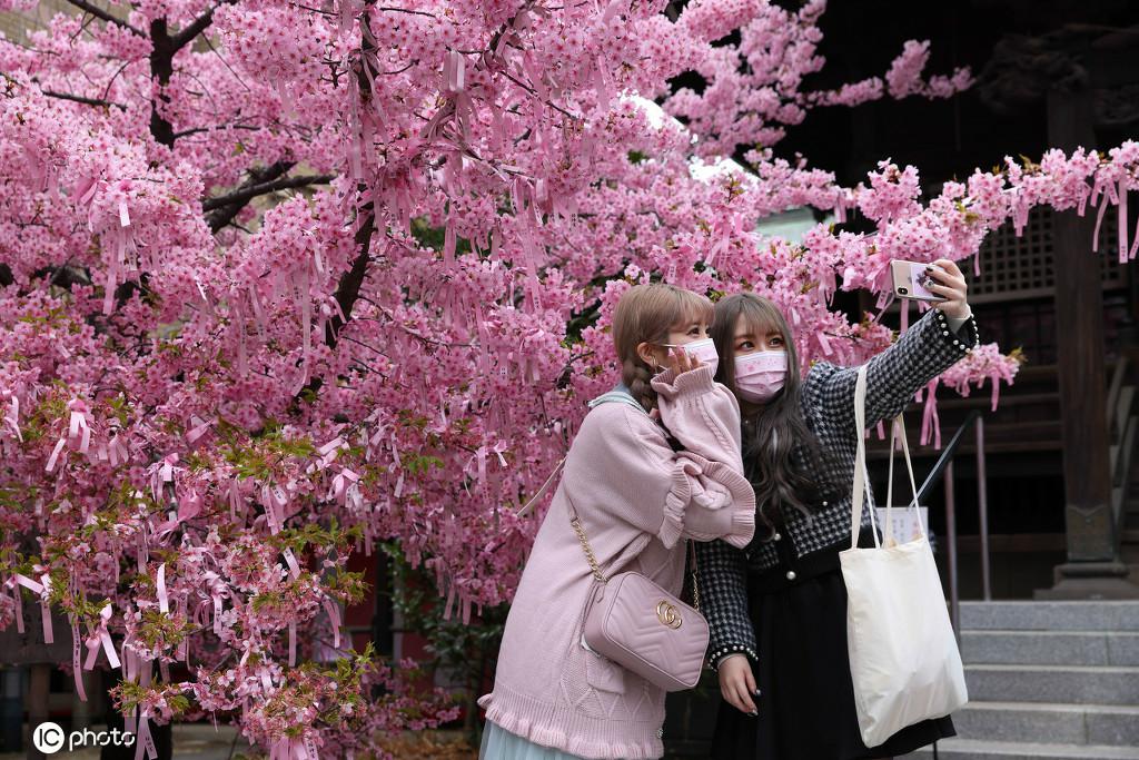 東京で、満開となった早咲きの桜の下で記念寫真を撮る市民。（寫真著作権は東方ICが所有のため転載禁止）