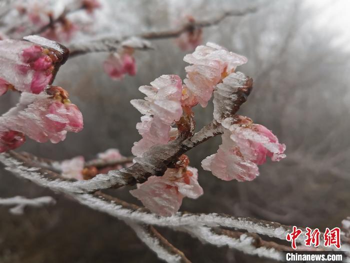 樹氷に覆われた浙江清涼峰國家級自然保護(hù)區(qū)內(nèi)のサクラの花（撮影?章叔巖）。