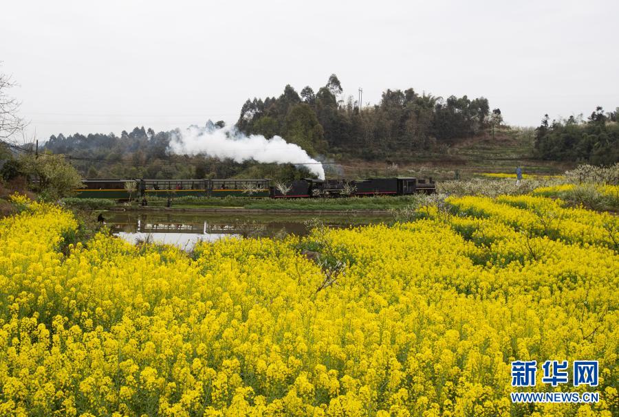 3月2日、菜子壩近くの花畑を通過する嘉陽の蒸気機関車（撮影?江宏景）。