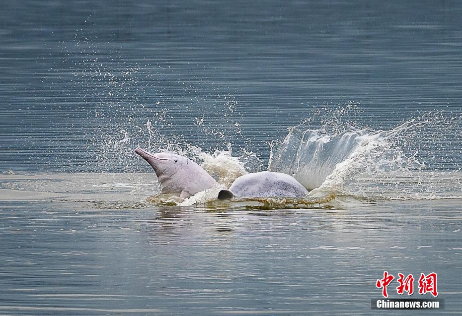 飛び跳ねたり、水しぶきをあげながら戯れる2頭のシナウスイロイルカ（撮影?鄭培鑾）。