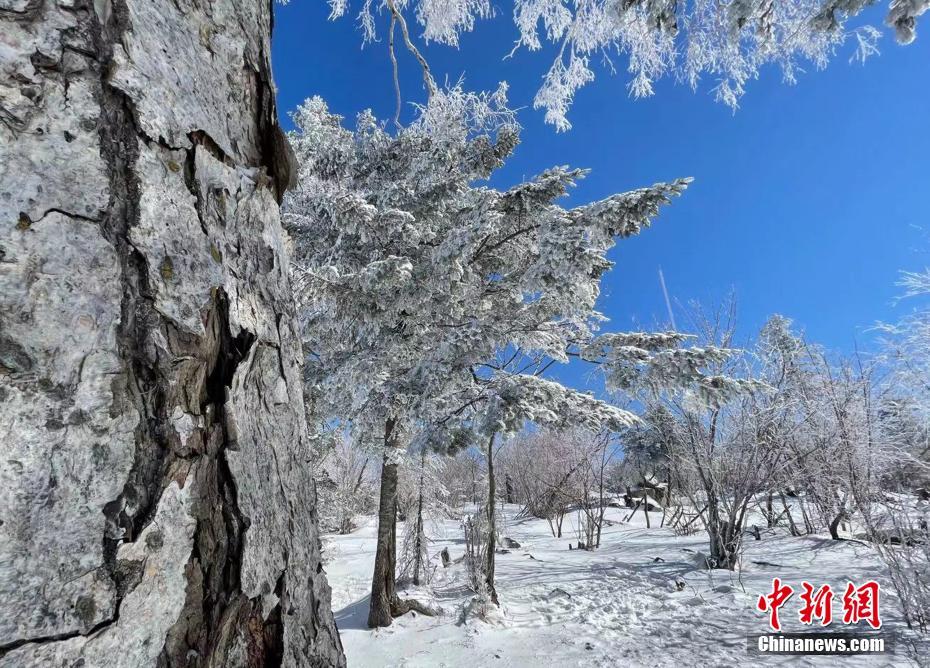 3月6日、吉林省吉林市の北大湖スキーリゾートエリアの高山霧氷（撮影?石洪宇）。