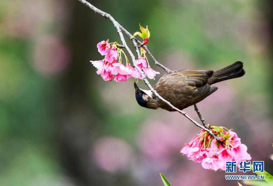 3月9日、貴州省貴陽市雲巖區のある団地に咲く桜の花にとまる小鳥（撮影?楊文斌）。