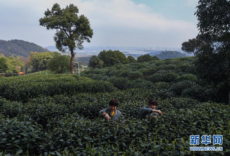 杭州?西湖で竜井茶の茶摘みがスタート