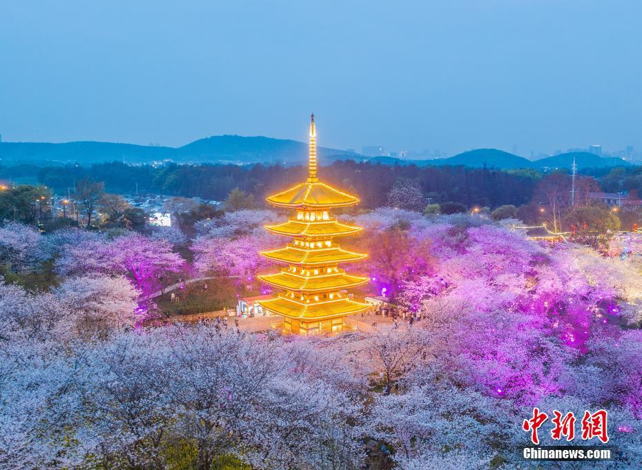 3月14日、武漢東湖桜花園の夜景（撮影?趙広亮）。