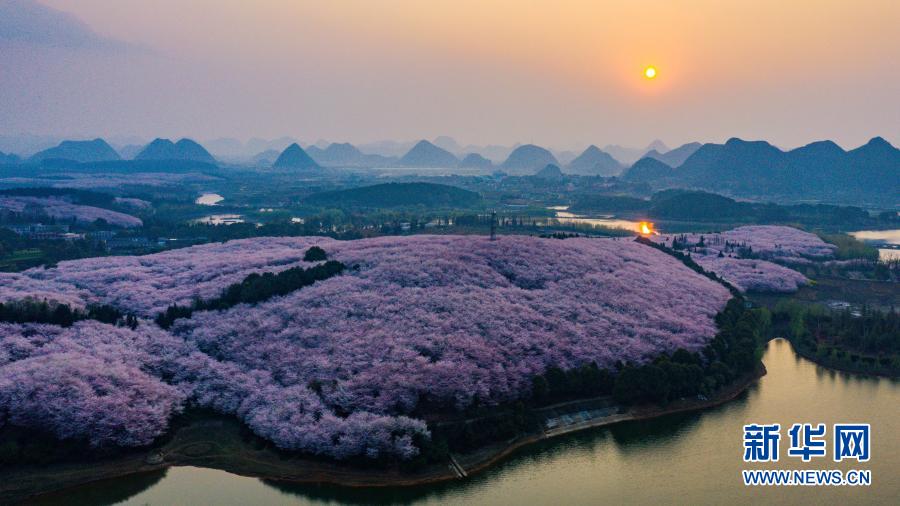 3月15日、貴安新區桜花観光園（ドローンによる撮影?歐東衢）。