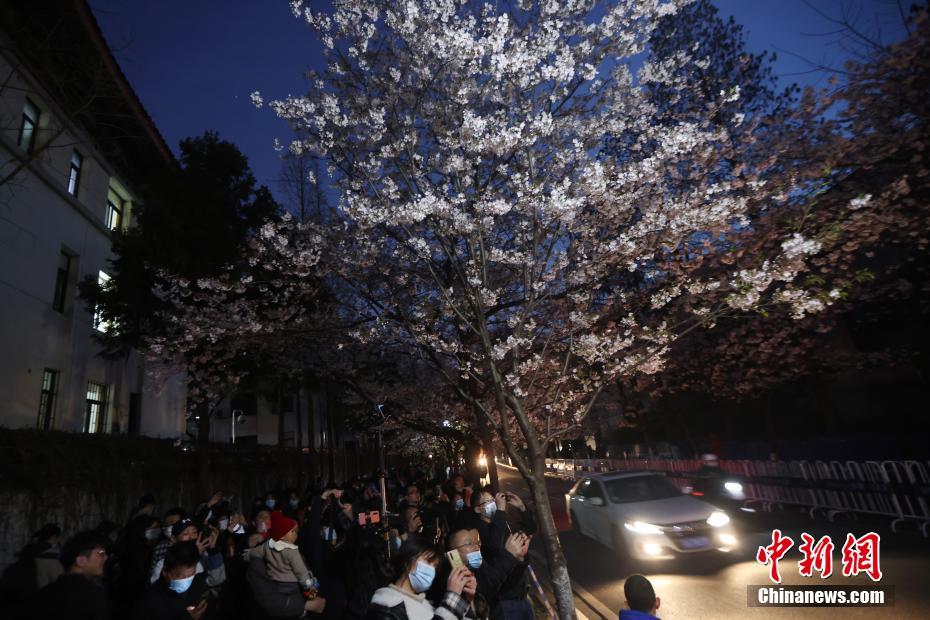 南京の街を飾る「夜桜」、春の夜景楽しむ人々