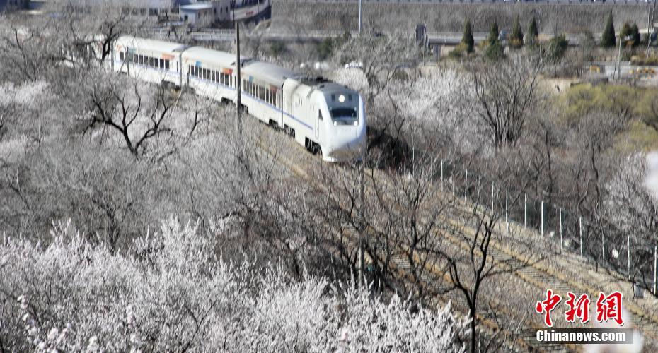 3月21日、北京居庸関の「花の海」を走り抜けるS2線の高速鉄道?和諧號（撮影?劉憲國）。