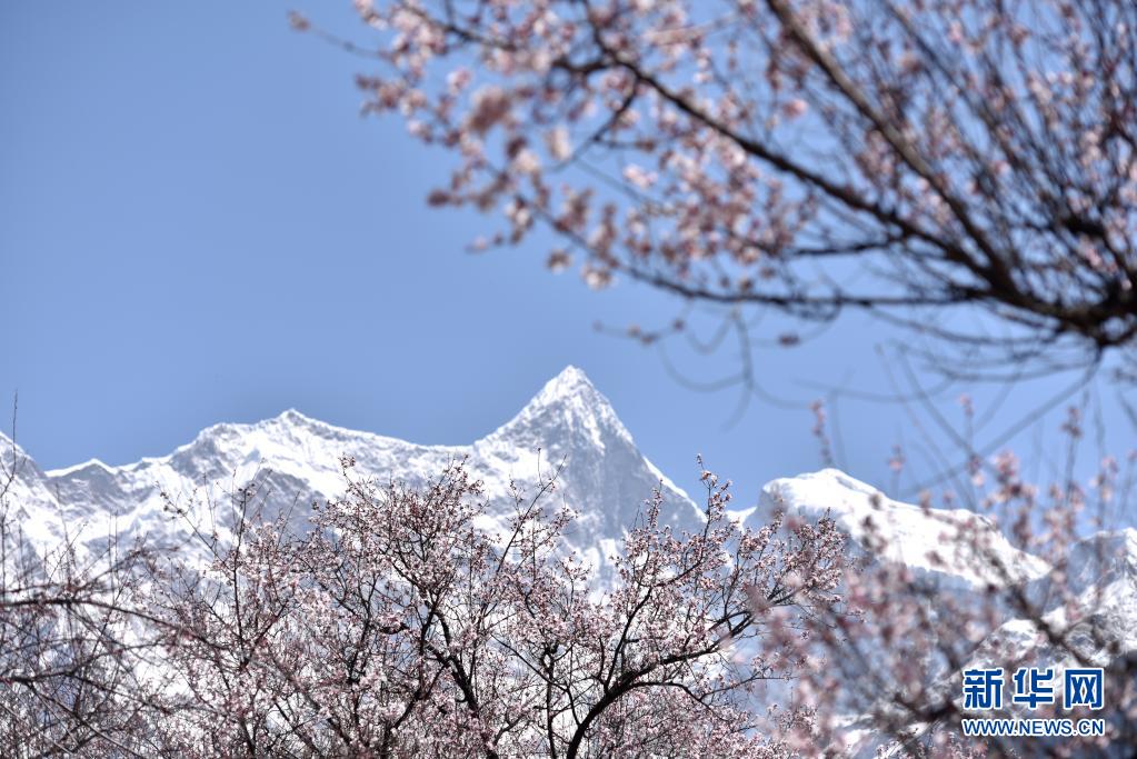 3月28日、西蔵自治區林芝市索松村のモモの花と南迦巴瓦峰（ナムチャバルワ）（撮影?孫瑞博）。