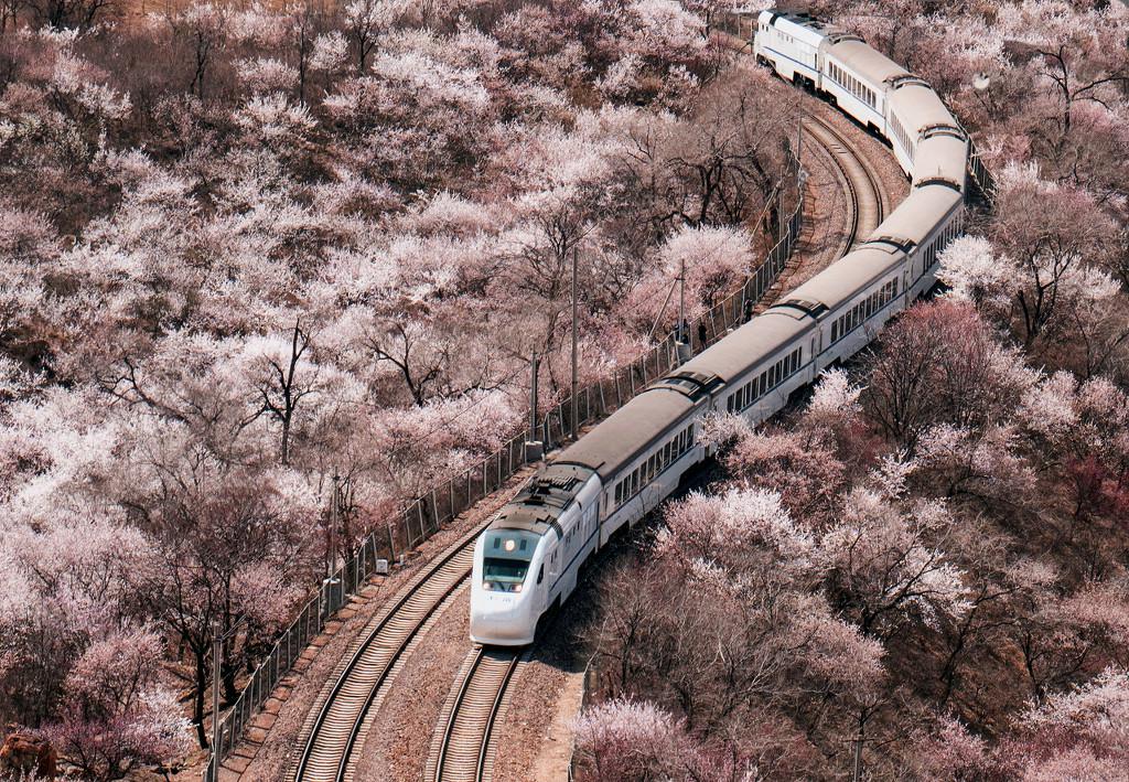 居庸関の花の海を走り抜ける高速鉄道「和諧號」（寫真著作権は東方ICが所有のため転載禁止）。