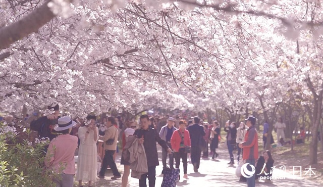 3萬本のサクラが花咲く無錫太湖黿頭渚景勝地（撮影?袁蒙）。  2、1988年2月、長谷川清巳さん（寫真右）率いる第一陣のサクラ友誼林建設友好訪中団が無錫を訪問した時の様子（寫真提供?新発田喜代子さん）。  3、1988年2月、無錫でサクラの苗木を植える第一陣のサクラ友誼林建設友好訪中団（寫真提供?新発田喜代子さん）。  4、中日サクラ友誼林記念碑（撮影?袁蒙）。  5、2017年、中日サクラ友誼林建設30周年植樹セレモニー（寫真提供?新発田喜代子さん）。  6、2021年3月25日、中日サクラ友誼林建設34周年記念イベントの開幕式に、ビデオ通話で挨拶を述べる新発田豊さん（撮影?袁蒙）。  7、無錫新呉區が友好都市の豊川市に贈呈したマスク5萬枚（寫真提供?無錫市ハイテクパーク宣伝部）。  8、2021年3月25日、2021無錫國際花見ウィーク?中日サクラ友誼林建設34周年記念イベントの開幕式で挨拶する林松添會長（撮影?袁蒙）。