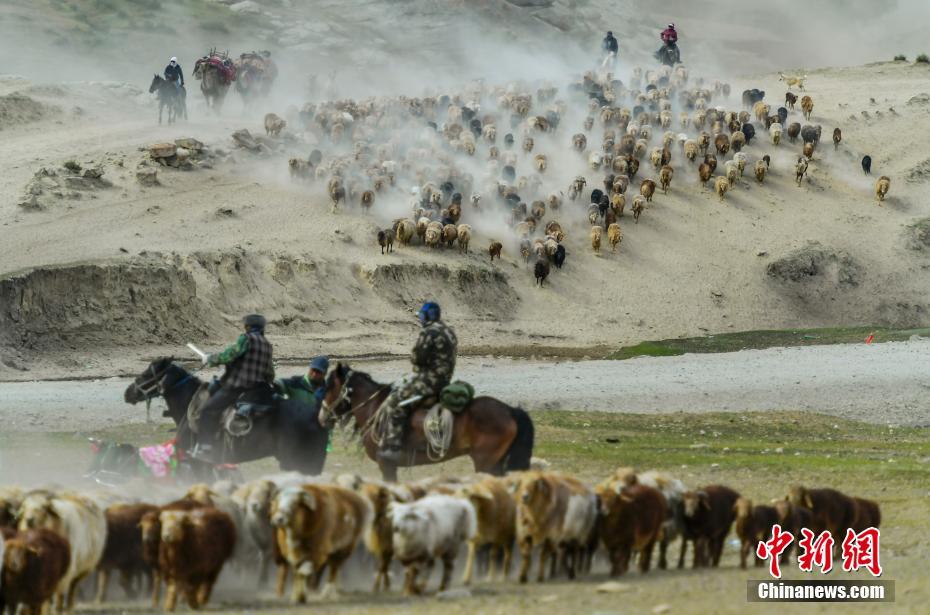 家畜を追い立てながら、水や草が豊富な高山の夏の放牧場(chǎng)に移動(dòng)する牧畜民（撮影?劉新）。