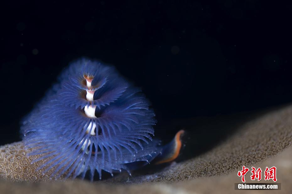 世界海洋デーに三亜の不思議な海洋生物を見(jiàn)る　海南省