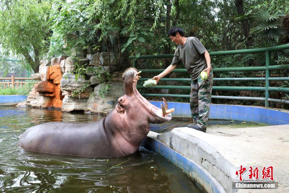 カバに特製ちまきを與える飼育員（撮影?李超慶）。