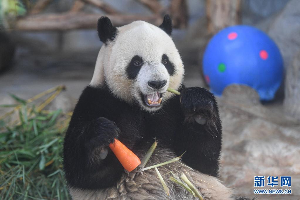 6月14日、海南省海口市にある海南熱帯野生動植物園で、御馳走を味わうパンダ「舜舜（シュンシュン）」（撮影?蒲暁旭）。