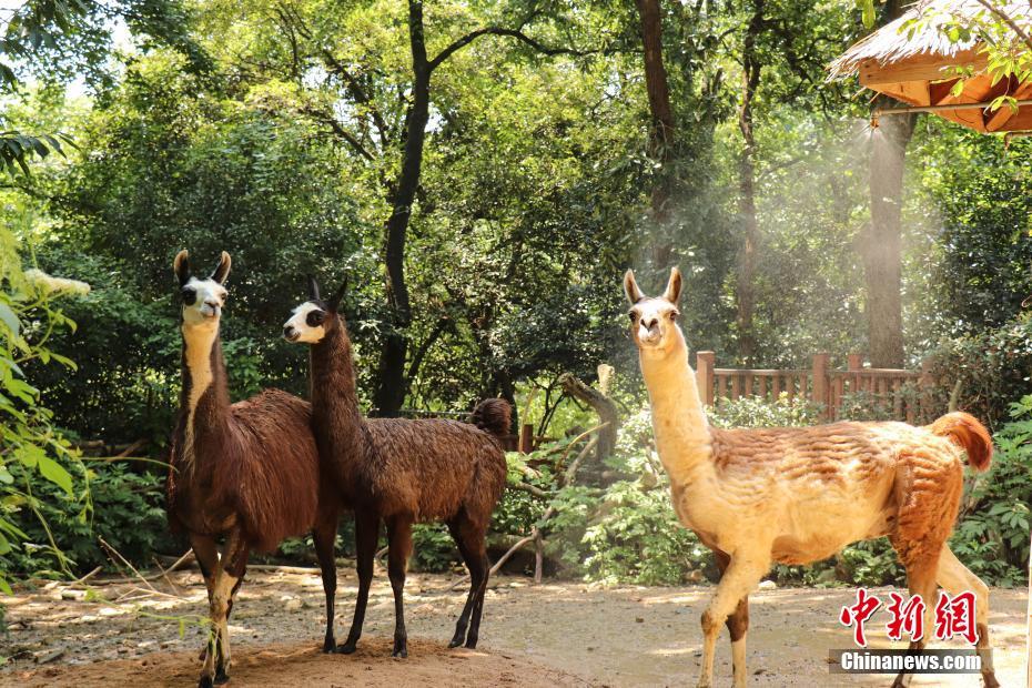 暑い日が続く杭州、動物たちに「ひんやり」お屆け　浙江省