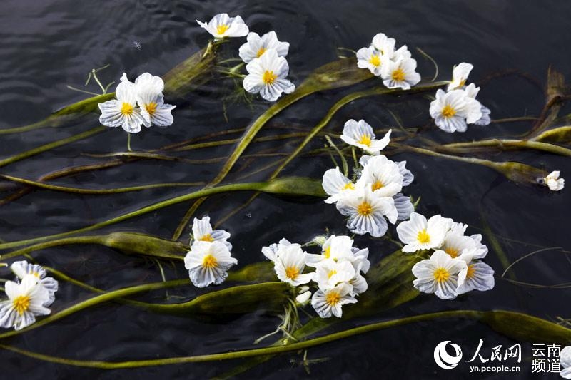 洱海の岸辺近くで美しい花を咲かせる海菜花（撮影?李暁軍）。