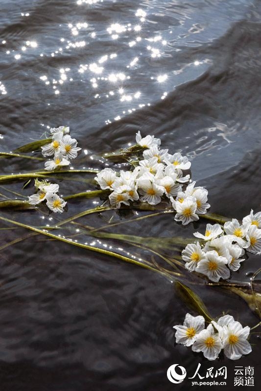 水質(zhì)のバロメーター「海菜花」が幻想的な花咲かせる 雲(yún)南