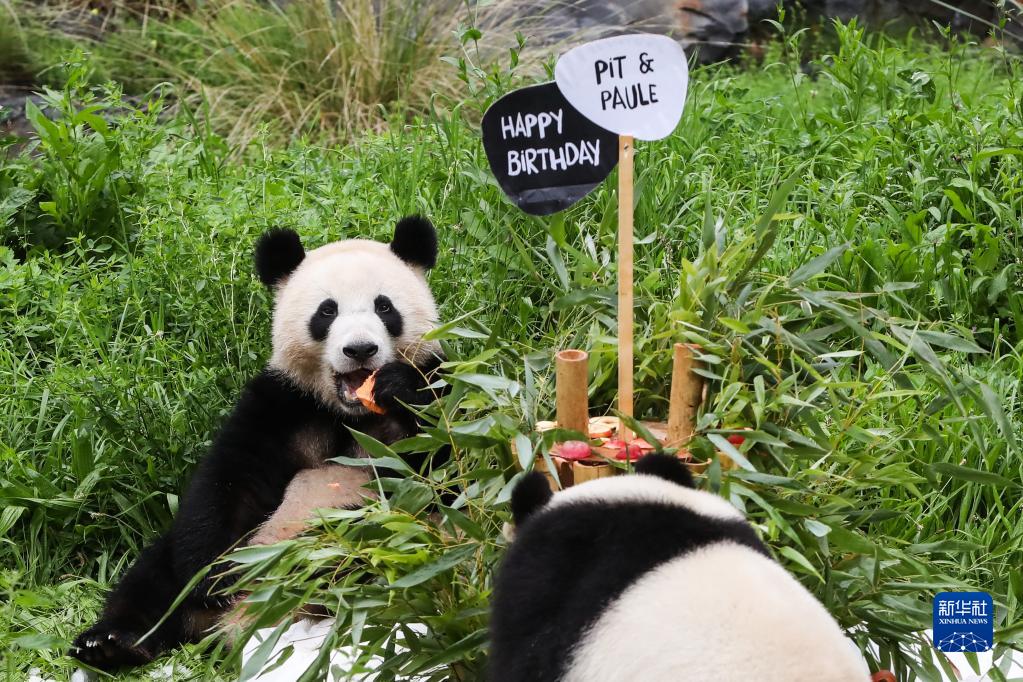 8月31日、ドイツベルリン動物園で、「夢園（ムンユエン）」と一緒に「バースデーケーキ」を食べるお母さんパンダの「夢夢（ムンムン）」（寫真左、撮影?単宇琦）。