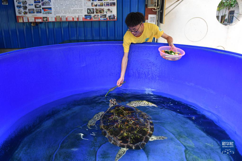 海南師範大學の「ウミガメ保護ステーション」