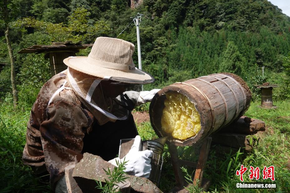 煙で燻し、巣箱の中のミツバチを外に追い出してハチミツを採取する熊楚湘さん（撮影?鐘旭娟）。